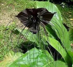 Tacca Bat Flower Black Tacca Chantrieri 10 Seeds Etsy Bat Flower Planting Flowers Rare Flowers
