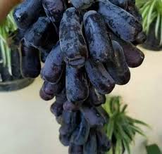 Check spelling or type a new query. 8 Varietas Anggur Tanpa Biji Yang Mudah Dibudidayakan Di Indonesia