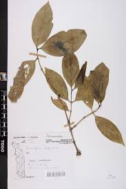 Image result for Belonophora coffeoides