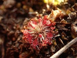 Image result for Nesaea pygmaea