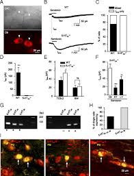 A circular or rounded flat plate; Merkel Disc Is A Serotonergic Synapse In The Epidermis For Transmitting Tactile Signals In Mammals Pnas