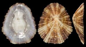 Image result for Patella aspera