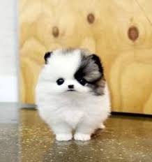 pin by ana calderon on future wishes cute pomeranian cute dogs cute baby animals