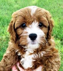 Cavapoos ×“×£ ×”×‘×™×ª ×¤×™×™×¡×‘×•×§