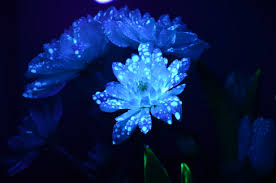 We did not find results for: Glow In The Dark Flowers Part 3 Christhorpeunitx