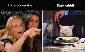 Stab Rabbit Memes Cat Memes Funny