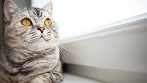 These funny cat quotes are sure to make you smile! 50 Famous Quotes About Cats Cattime