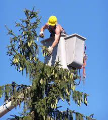 Precision Tree Service Tree Removal Company Birmingham Al