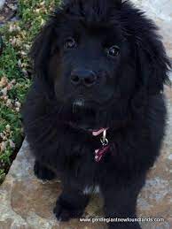 Gentle Giant Newfoundlands Newfoundlands Belleville Ks Puppies For Sale Newfoundland Puppies For Sale B Newfoundland Puppies Puppies For Sale Buy Puppies