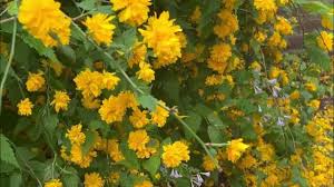 Image result for Kerria