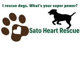 Patricia is a two year old female pomeranian, sweet, intelligent and very human oriented. Local Announcement Dogs For Adoption At Sato Heart Rescue Dog Adoption Rescue Adoption