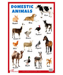 Domestic Animals Chart Mega Wallpapers