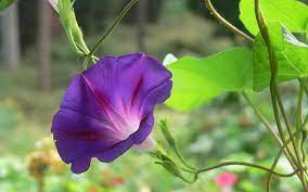 Pin On Flowers