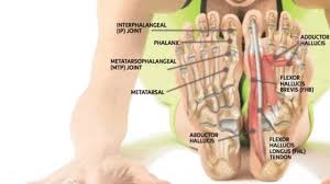 Ligament and tendon reconstruction is major surgery with serious risks and potential complications. Feet Human Anatomy Bones Tendons Ligaments And More