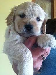 Последние твиты от want ad digest (@wantaddigest). 65 Pets Ideas Pets Pet Dogs Puppies Puppies