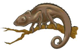 Maybe you would like to learn more about one of these? Optical Society Of America Exploring The Science Of Light What Is Optics How Do Chameleons Change Color