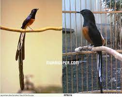 Perbandingan Burung Murai Batu Malaysia Dan Murai Medan Memang Agak Susah Di Bedakan Burung Murai Yang Berasal Dari Malaysia Memang Kota Medan Burung Malaysia