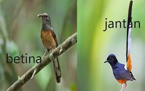 Suara burung betina berisi suara burung kicau betina yang berkualitas untuk pancingan burung muda, terapi macet bunyi dan pikat burung kicau jantan. Pengicau Net Referensi Burung Kicau Indonesia