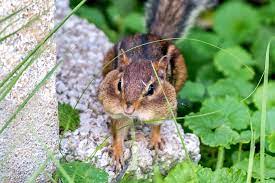 I have been paying to get rid of voles but i don't think they are the. How To Get Rid Of Chipmunks