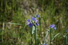 Sunset Spiderwort Seed Harvest