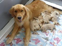 You will already be in our system. How Much Does Rabies Vaccine Cost For Dogs