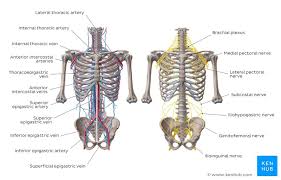 The carotid system of arteries and the jugular system of veins. Major Arteries Veins And Nerves Of The Body Anatomy Kenhub