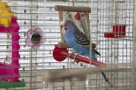 The more birds you have, the more space you need. 34 Homemade Diy Budgie Toys Ideas Bright Stuffs