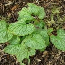 Image result for Mostuea microphylla