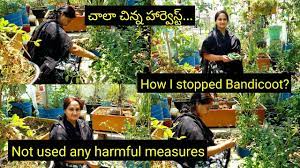 Check spelling or type a new query. How I Stopped Bandicoot Different Ways To Control Bandicoot In Garden How To Protect Garden Youtube