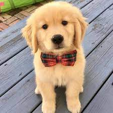 The Cutest Puppy Of The Day 17 Pics Viralovers Com Cute Puppies Cute Animals Cute Dogs