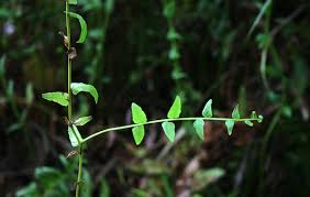 Image result for Pneumatopteris unita