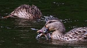 Wild ducks have a varied, omnivorous diet. Wild Ducks Caught On Camera Snacking On Small Birds Bbc News