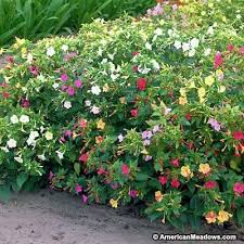 We did not find results for: Four O Clock Seeds 25 Seeds Fragrant Flower Afternoon Night Blooms Mirabilis Jalapa Seed Mixed Color Pink White Yellow Old Fashioned Garden Outdoor Gardening Plants Lifepharmafze Com