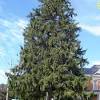 Landscape management of norway spruce. 1