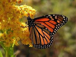 Mariposas Caracteristicas Y Curiosidades Cienciaybiologia Com