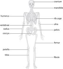 Bones of the skull, ribs, vertebral column, sternum, sacrum, coccyx, hyoid bone and auditory ossicles. The Skeletal System Bone Functions Anatomy 101 From Muscles And Bones To Organs And Systems Your Guide To How The Human Body Works