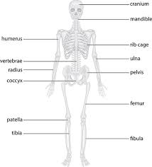 The wrist is a complex system of many small bones (known as the carpal bones) and ligaments. The Skeletal System Bone Functions Anatomy 101 From Muscles And Bones To Organs And Systems Your Guide To How The Human Body Works