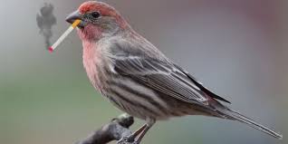 لماذا يجمع Quot الحسون المكسيكي Quot أعقاب السجائر في أعشاشه Finch Fight Bird Species