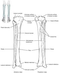 The tibia, commonly known as the 'shin bone', is the largest and most medial of the two.you can palpate its anterior border when you run your finger down the anterior aspect of your leg. Bones Of The Lower Limb Anatomy And Physiology