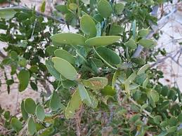 Image result for Gymnosporia senegalensis