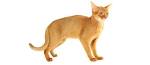 Cat Breed Info Center - List of All Cat Breeds by Type ...