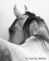 Black And White Horse Photography Arabian Horse Arabian Horse Show Western Competition Egyptian Stallion Breeding Pintabians Horses Horse Photography Horse Pictures