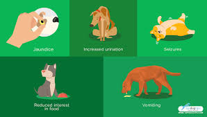 The same benefits as the dry version, but in a softer texture. How To Feed Dogs With Liver Disease Top Dog Tips