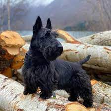 The scottish terrier should have a thick body and heavy bone. The Scottish Terrier What A Diehard Fan Needs To Know K9 Web