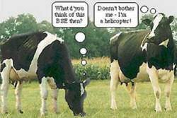 Andy who andy bit me again owwwwwwwwwwww. Funny Cow Jokes Funny Jokes