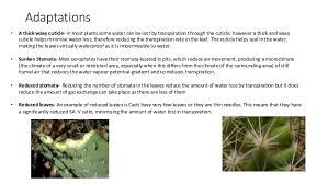 You would probably mistake the pereskia as a leafy shrub unless the these stomata also provide an exit route for the water vapor inside the leaf. Adaptations Of Plants Xerophytes And Hydrophytes