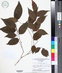 Image result for Phyllanthus boehmii