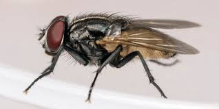 Flies are an almost unavoidable nuisance in most homes, especially during the warmer parts of the year. Getting Rid Of Flies In Your House Croach Pest Control Blog