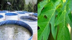 Hasil gambar untuk Manfaat Tanaman Sebagai Obat Herbal Pada Ikan