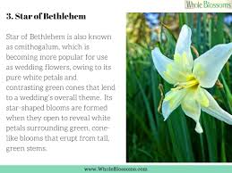 Maybe you would like to learn more about one of these? Star Of Bethlehem Flower Is A Species That Contain Six White Petals Made Of Star Shaped Blooms With Striki Wholesale Flowers Flowers Direct Bulk Flowers Online